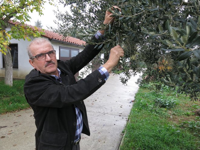 Koprski oljkar Boris Jenko je eden od treh slovenskih, ki so se uvrstili na zavidljivo visoka mesta v vodniku Flos Olei. FOTO: Boris Šuligoj/Delo