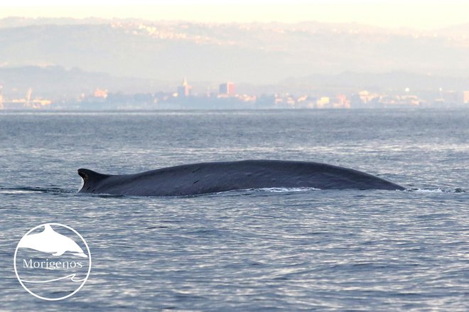 Piranski in izolski ribiči so zadnje dni v našem morju opazili kar dva brazdasta kita hkrati. FOTO: Morigenos