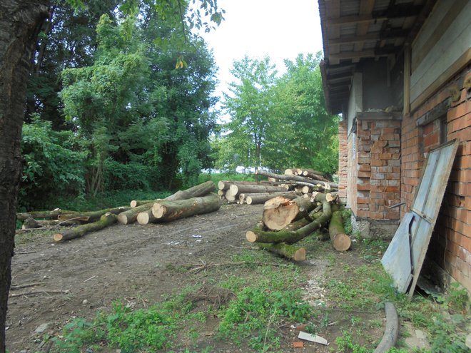 Mogočna debla, nekatera skoraj meter v premeru, zdaj razsekana čakajo na nadaljnjo usodo (slika je simbolna). Foto Janez Petkovšek/Delo