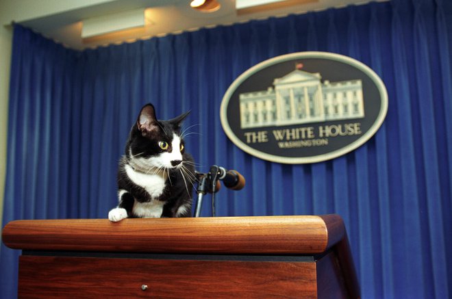 Clintonov maček Socks je bil v času njegovega predsednikovanja zelo priljubljen. FOTO: Wikipedija