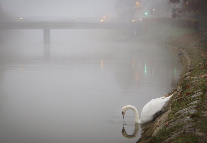 V upravi so rejce pozvali, naj dosledno izvajajo biovarnostne ukrepe, ki so temelj za preprečevanje vnosa bolezni v rejo. FOTO: Jože Suhadolnik/Delo