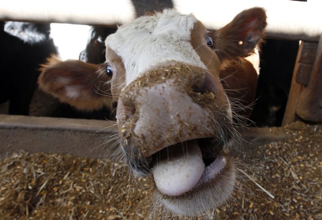 Najprej so bika hoteli predelati v salame, zdaj ga nameravajo celo veterinarsko oskrbeti. FOTO: Š Jeff Haynes/Reuters