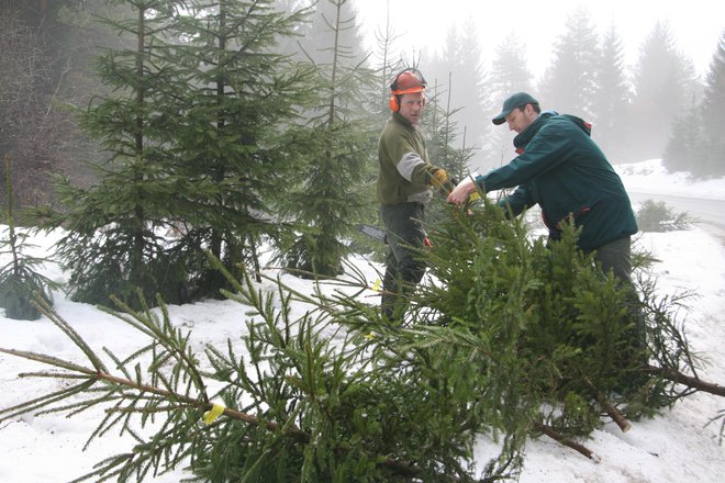 Slovenija v Vatikan poleg smreke za trg pred baziliko pošilja še 42 manjših smrek in belih jelk (fotografija je arhivska). FOTO: Simona Fajfar