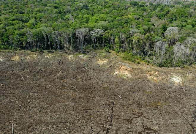 Krčenje gozdov v brazilski Amazoniji se je v zadnjem letu znova povečalo in doseglo 12-letni rekord. FOTO: Florian Plaucheur/AFP