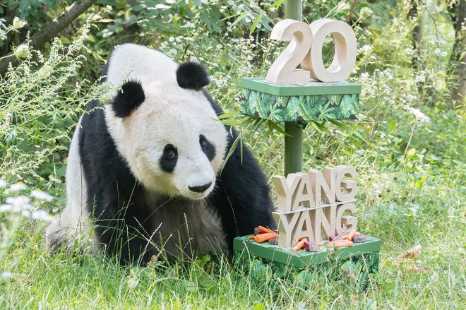 Samica pande Yang Yang je avgusta praznovala 20. rojstni dan; pande so največja atrakcija vrta v Schönbrunnu. FOTO: Daniel Zupanc