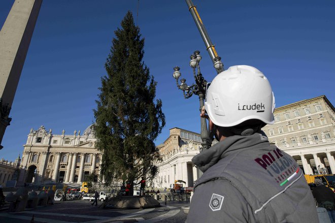 Tridesetmetrska kočevska smreka, ki stoji na Trgu svetega Petra, naj bi ta konec tedna dobila končno podobo s 120 lesenimi zvezdami repaticami in 1760 okraski z motivom šesterolista. Foto Vatican Media Via Reuters