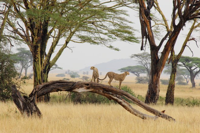 Narodni park Serengeti v Afriki. FOTO: Jorge Cancela/IUCN