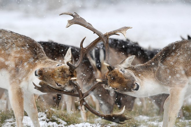 Testosteron povzroči, da jelenom rastoče rogovje otrdi, in jih spremeni v nevarno orožje. Mirne jelene spremeni v nevarne bojevnike. FOTO: Toby Melville/Reuters