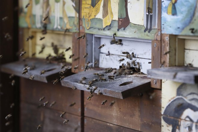 Kranjska čebela je v Sloveniji zaščitena, vendar ji grozi nezakoniti uvoz križancev iz zahodne Evrope. FOTO: Leon Vidic/Delo