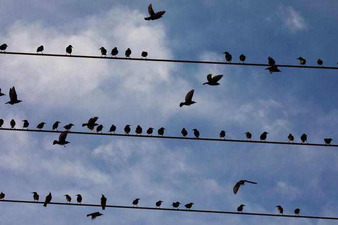 Ptice selivke sicer niso problem &ndash; lahko pa si predstavljamo, da napetost v električnem omrežju nenadoma upade, če se naenkrat aktivira več velikih porabnikov. FOTO: Amir Cohen/Reuters