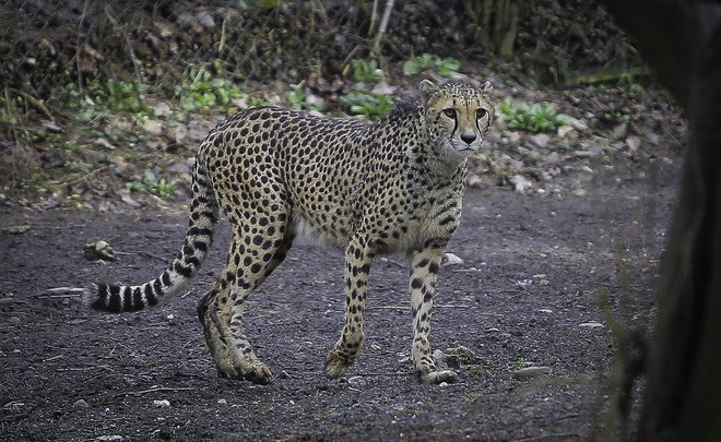 Tudi gepardi so med ogroženimi velikimi mačkami. FOTO: Jože Suhadolnik/Delo