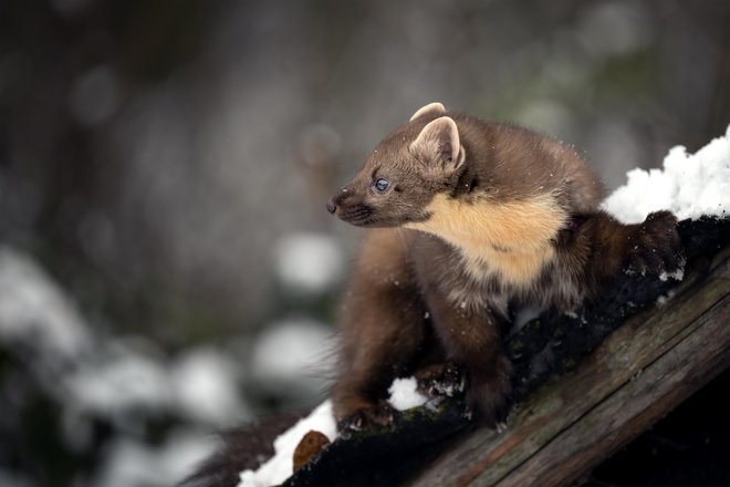 Menjam kune za veverice. FOTO: Shutterstock
