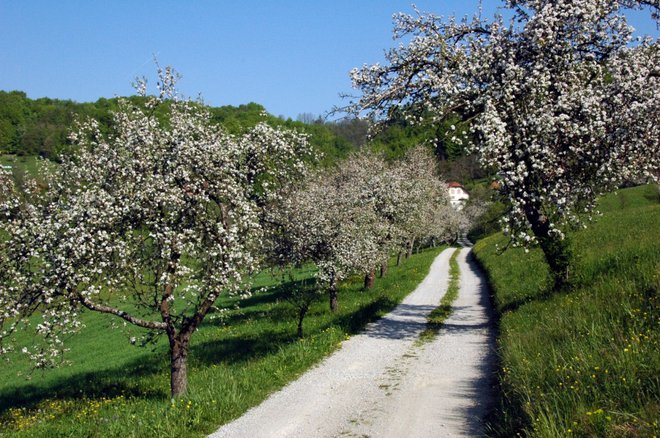 Največji porast so ugotovili v populaciji ptic ekstenzivnih sadovnjakov. FOTO: Kozjanski park