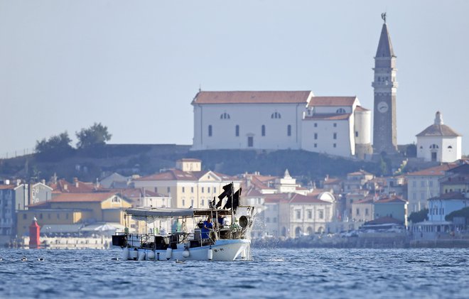Hrvati so lani&nbsp;v Jadranu&nbsp;nalovili 81.000 ton rib, Italijani pa še več, oboji skupaj čez palec reci in piši 200.000 ton. Slovenci v vsem letu nalovijo 125 ton ali eno tisočšestotinko tistega, kar nalovita sosedi skupaj. FOTO: Matej Družnik