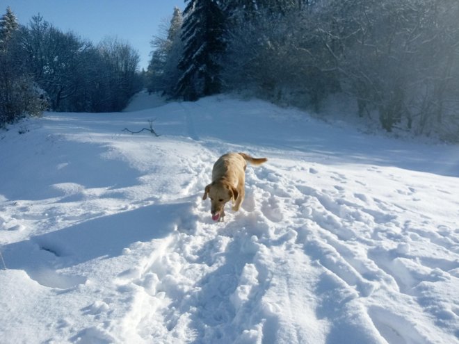 Kopitnik nad Rimskimi Toplicami. FOTO: P. M.