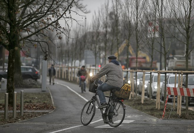 Na novo posajena drevesa ob obnovljeni ljubljanski Tržaški cesti so zelo blizu drugo drugemu. FOTO: Blaž Samec/Delo