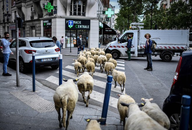 Vse več je zanimanja za urbano kmetovanje. Prizor je iz Aubervilliersa v severnem predmestju Pariza.<br />
Foto Stephane De Sakutin/AFP