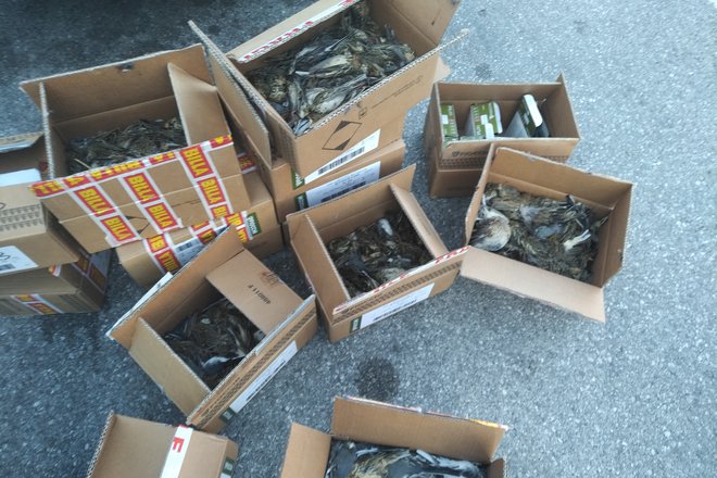 Mrtve ptice so bile tako skrite v 15 škatlah. FOTO: Tjaša Zagoršek