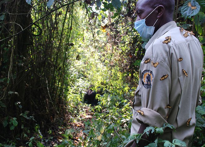 Nacionalni park Virunga je najbolj znan po gorskih gorilah. FOTO: Peter Martell/AFP