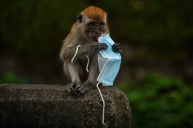 V malezijskem mestu Genting Sempah se opica vrste makak igra z zaščitno masko, ki se uporablja kot preventivni ukrep proti širjenju koronavirusa. Porast odvrženih mask, ki se uporabljajo med pandemijo, močno ogroža prosto živeče živali, saj ljudje nepremišljeno odvržejo maske v velikih količinah, opozarjajo okoljevarstveniki. FOTO: Mohd Rasfan/Afp<br />
&nbsp;