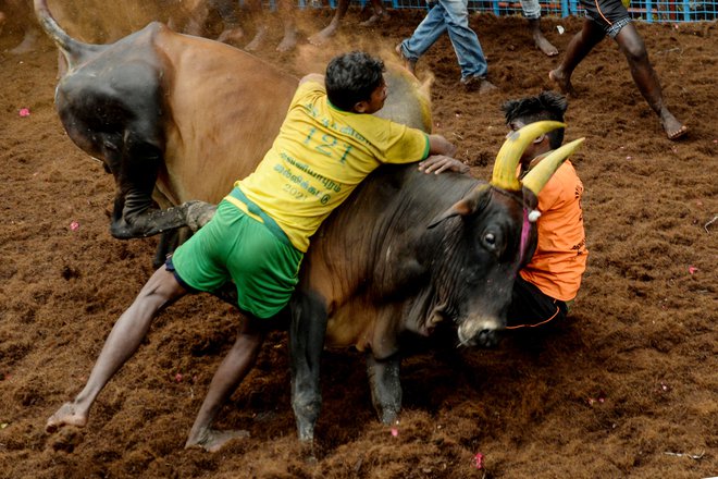Udeleženci poskušajo ukrotiti bika zgolj z rokami med tradicionalnimi indijskimi bikoborbami Jallikattu v vasi Avaniyapuram na obrobju Maduraja. FOTO: Arun Sankar/Afp<br />
&nbsp;