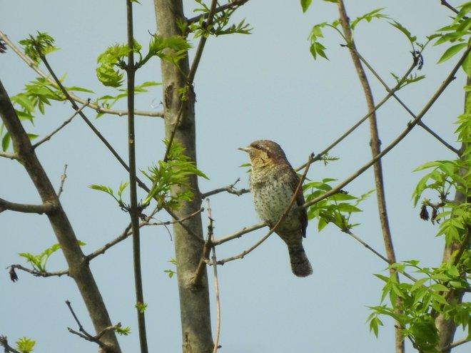 Vijeglavke (<em>Jynx torquilla</em>) gnezdijo v kozjanskih visokodebelnih sadovnjakih. FOTO: Kozjanski regijski park