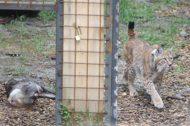 Dogodivščinam Goruja in drugih preseljenih ter nekaterih domačih risov lahko sledimo, ker so opremljeni z ovratnicami za spremljanje gibanja. Risom to najbrž ni preveč všeč. FOTO: Tomi Lombar/Delo&nbsp;