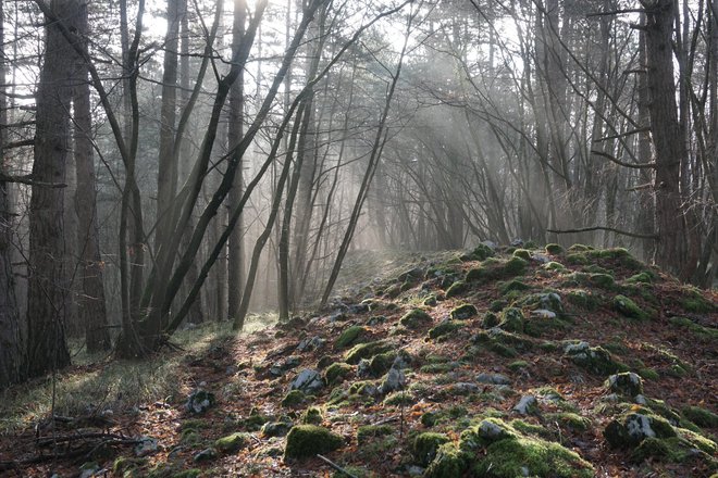 Ob Remeščici so vidni ostanki prazgodovinskega gradišča. Foto Katja Hrobat Virloget