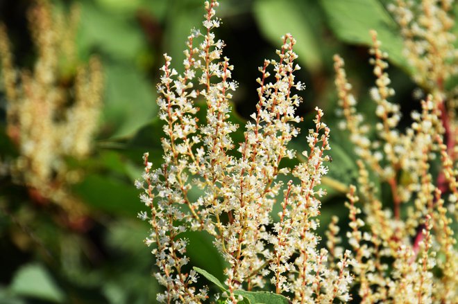 Korenina japonskega dresnika, ki v kitajski tradicionalni medicini velja za vir mladosti in energije, je najkakovostnejši vir resveratrola v naravi. FOTO: Getty Images