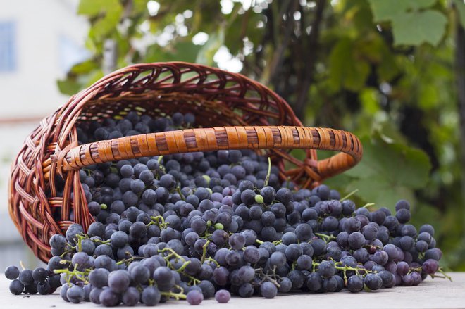 Resveratrol je glavni krivec, da imajo Francozi manj srčno-žilnih bolezni. FOTO: Getty Images