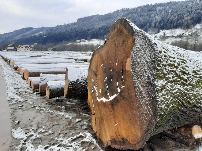 Na letošnji dražbi je kupcem na voljo 3960 hlodov. FOTO: Mateja Kotnik/Delo