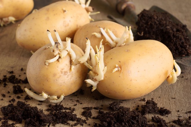 Semenski krompir, ki je v skladiščih že februarja, začne prezgodaj kaliti, saj ga v večjem delu Slovenije ne bo mogoče saditi pred aprilom.&nbsp; Foto Shutterstock
