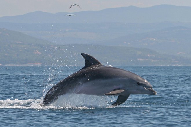 Na območju Tržaškega zaliva živi stalna populacija delfinov vrste velika pliskavka, ki šteje okoli 150 živali. FOTO: Tilen Genov/Morigenos