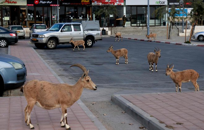 Nubijski kozorogi hodijo po ulici med nacionalno zaporo zaradi pandemije v južnem izraelskem mestu Mitzpe Ramon, ki se nahaja v puščavi Negev. FOTO: Menahem Kahana/Afp<br />
&nbsp;