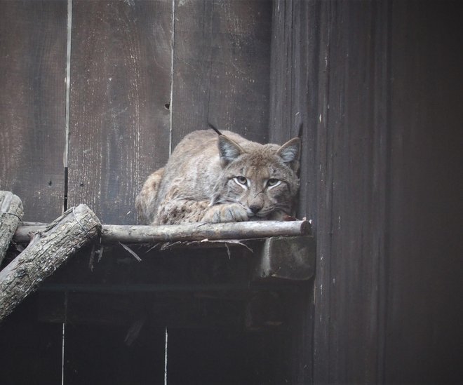 Risji samec je bil ulovljen v gozdovih okrožja Bacău 22. januarja. Je zdrav, star med pet in šest let in tehta 26,7 kilogramov.&nbsp;FOTO: Marco Sensi