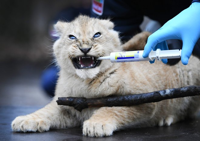 Levjega mladiča cepijo proti bolezni mačk in kihanja v živalskem vrtu Burgers v nizozemskem Arnhemu. Pred več kot dvema mesecema so se v živalskem vrtu skotili trije levji mladiči. FOTO: Piroschka Van De Wouw/Afp