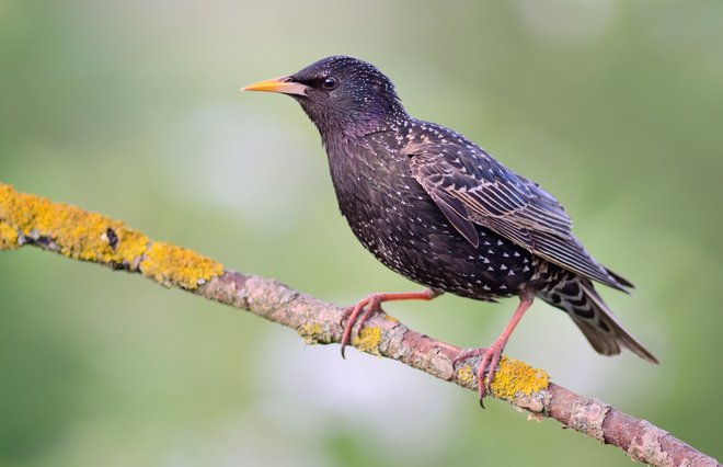 Škorec je najbolj razširjena in najuspešnejša vrsta na svetu. FOTO: Shutterstock