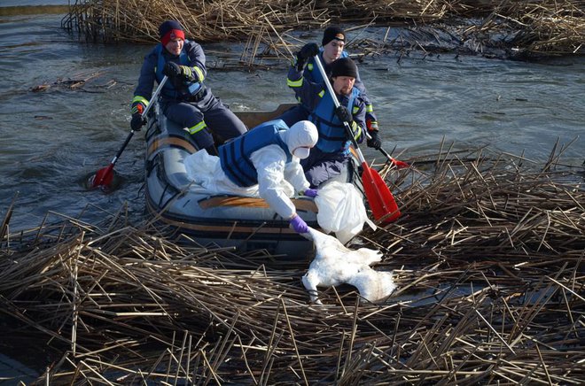 Visoko patogeni H5N1 so pri pticah v naravi našli tudi v Evropi. FOTO: Bakal Oste/Sovenske novice