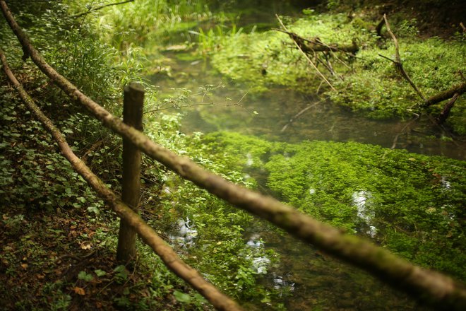 V okviru krajinskega parka sta bila ob ustanovitvi razglašena dva naravna rezervata, Nerajski in Lahinjski Lugi. FOTO: Jure Eržen/Delo