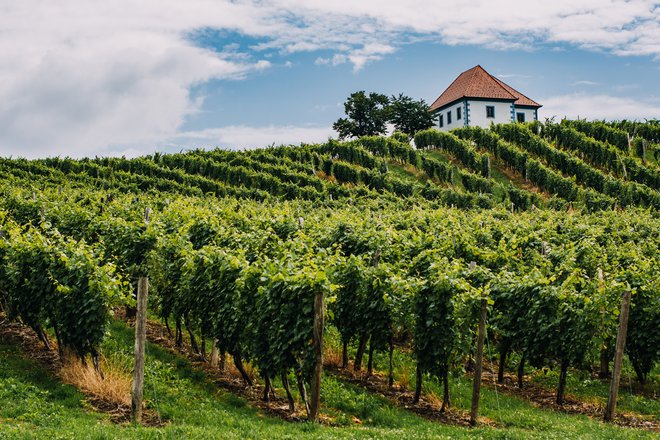 Vinograd Zlati grič, pogled na Vinogradniški dvorec iz 15. stoletja FOTO: Matic Kremžar