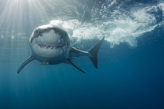 Belega morskega psa bomo redko srečali v Jadranu. FOTO: Guliver/Getty Images