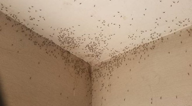 Grozljivka v Osijeku: komarji so vsepovsod. FOTO: Facebook, posnetek zaslona