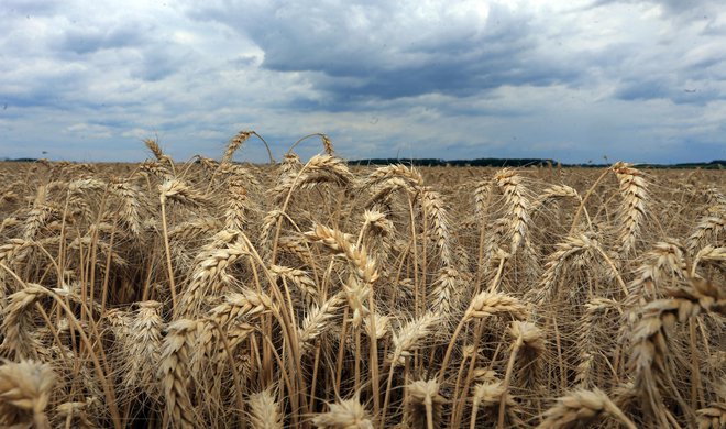 Ključna razvojna priložnost v Pomurju je zdravju prijazna ponudba. Foto: Tadej Regent/Delo