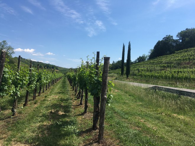 Sprehod med vinogradi je posebno doživetje.