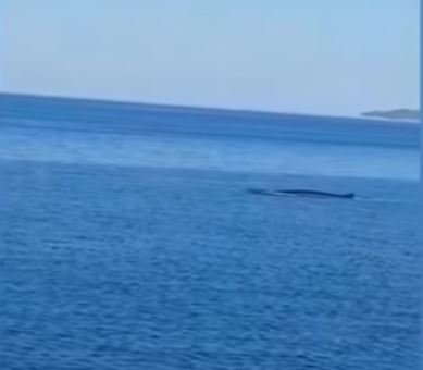 Pri Pelješcu so opazili brazdastega kita. FOTO: Youtube