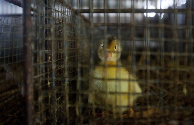 Bolezen lahko med domačo perjad zanesejo tudi ptice selivke. FOTO: Reuters