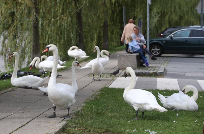 FOTO: Tadej Regent, Delo