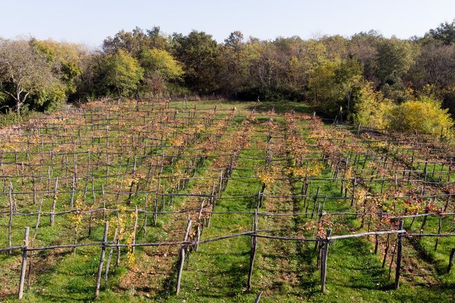 Prepovedano zel je gojil v vinogradu. FOTO: Marko Feist