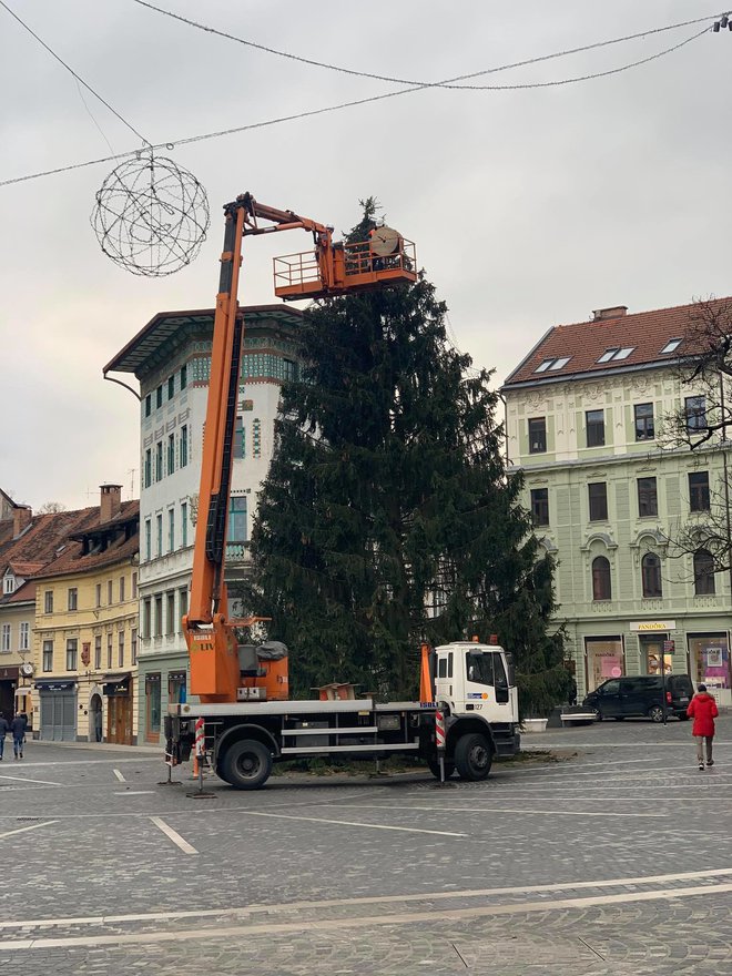 Podiranje novoletne smreke v središču Ljubljane. FOTO: P. Pa.