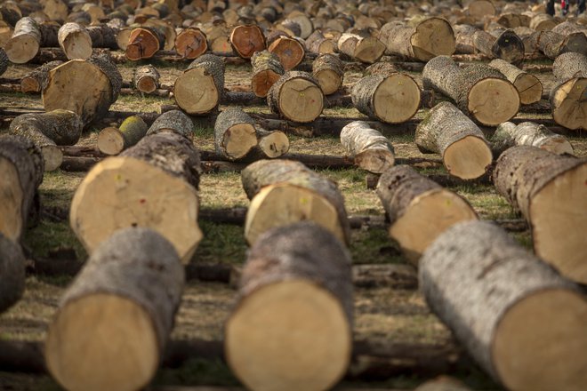 Kupci so lahko izbirali med 3960 hlodi. FOTO: Voranc Vogel/Delo